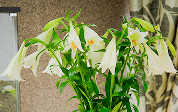 lilies