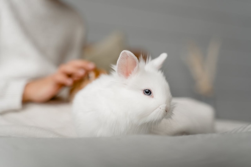 a white rabbit