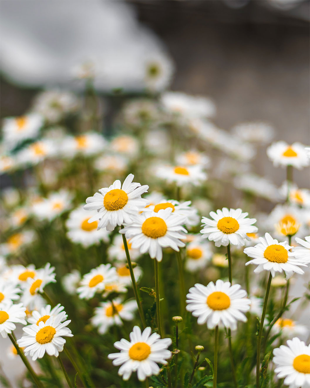 Daisies in care home garden