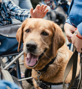labrador dog for pet therapy