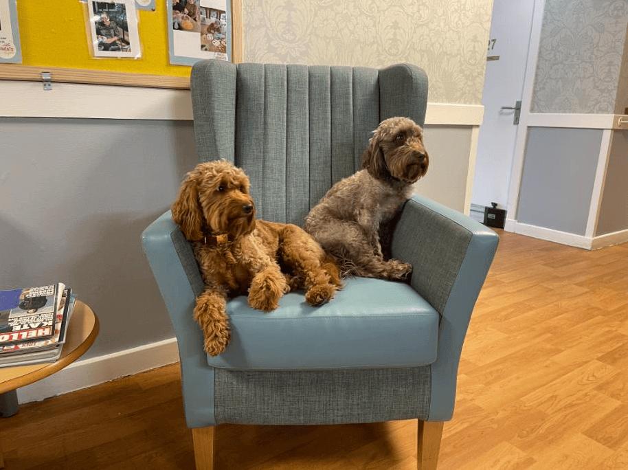 two dogs on a chair in a care home