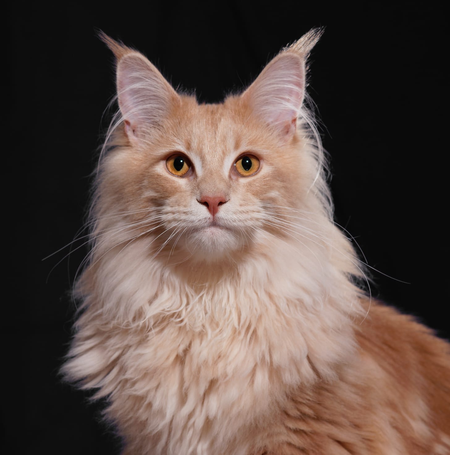harris the cat